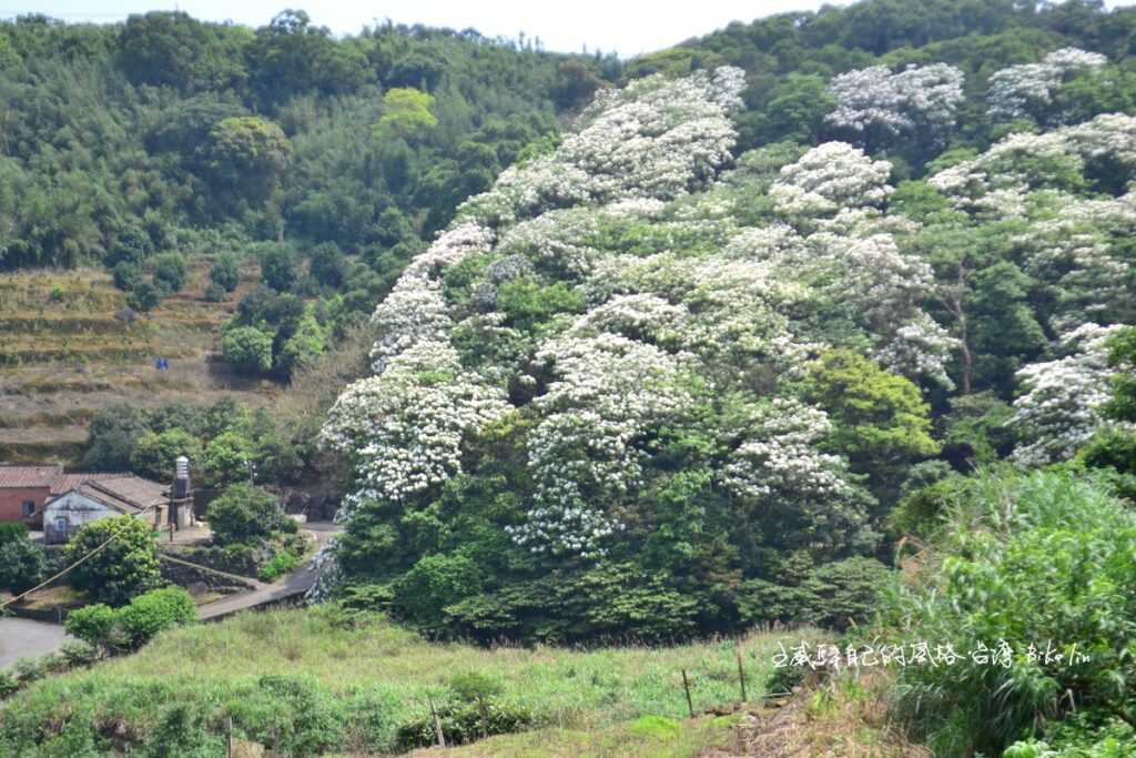 漫山遍野的春綠滿滿白雪皚皚