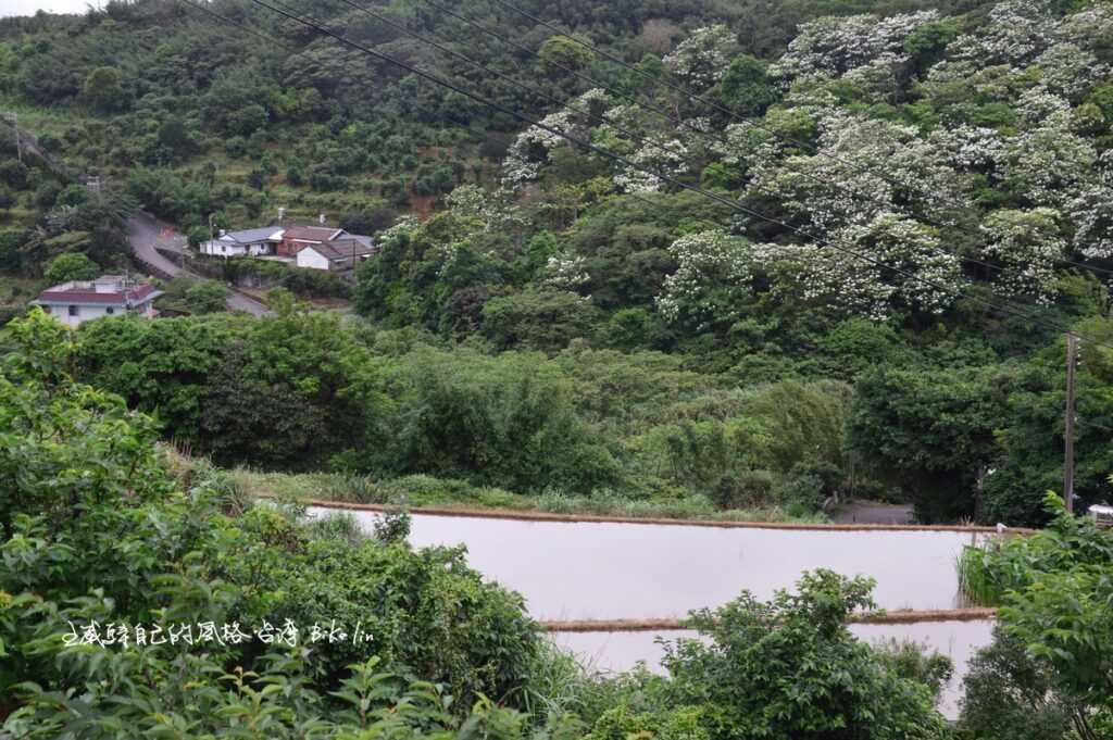 「橫山桐花林老厝」奮力保顏長青