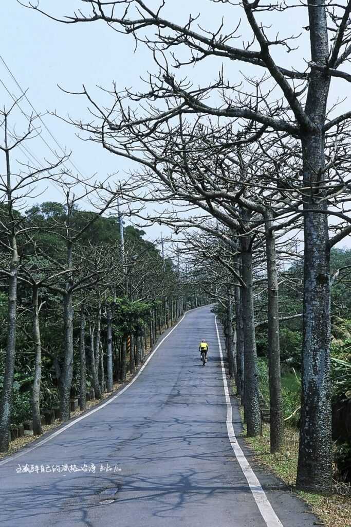2006年開明兄漸行遠去「橫山里木棉大道」背影