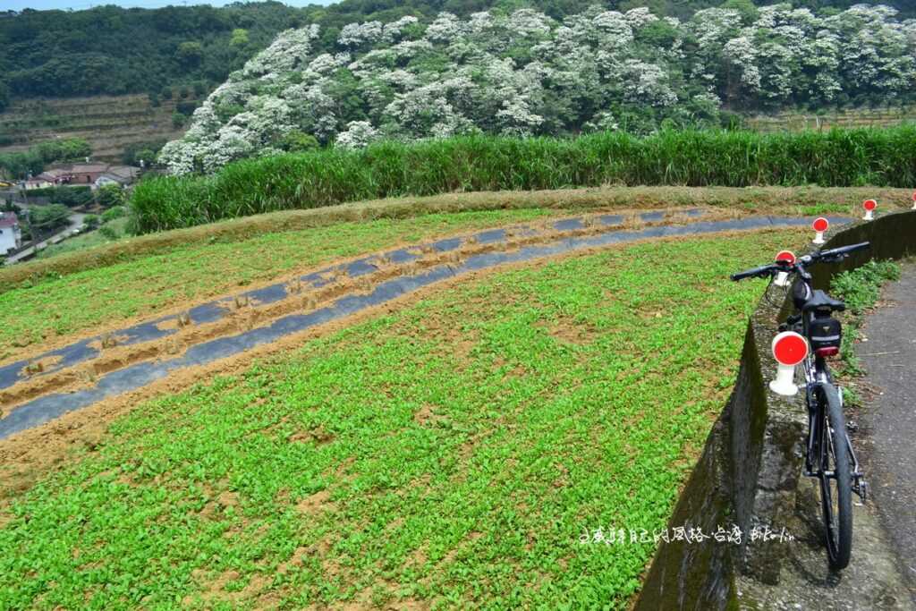 漫山遍野綠白相間「橫山桐花林」