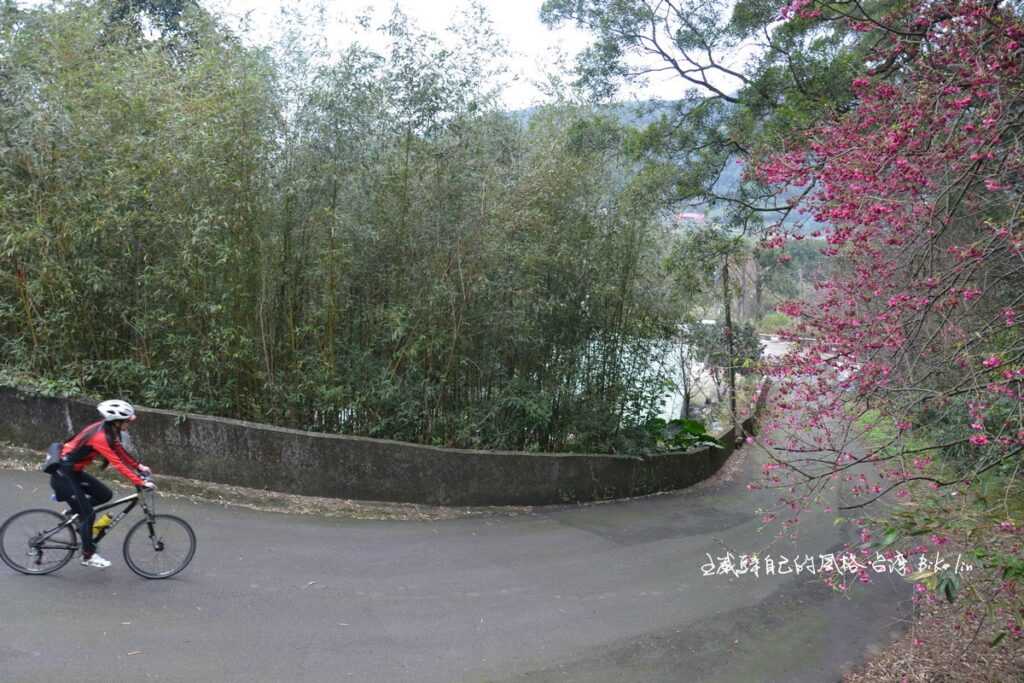 101北新路左向北11青溪路櫻花陡徑