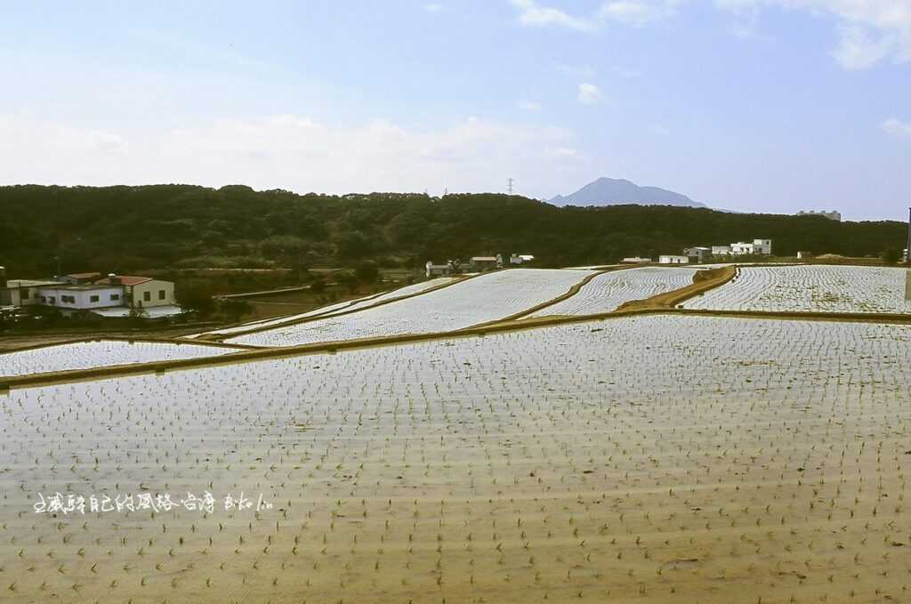 2004年稀疏綠秧苗播種明顯黃土田埂