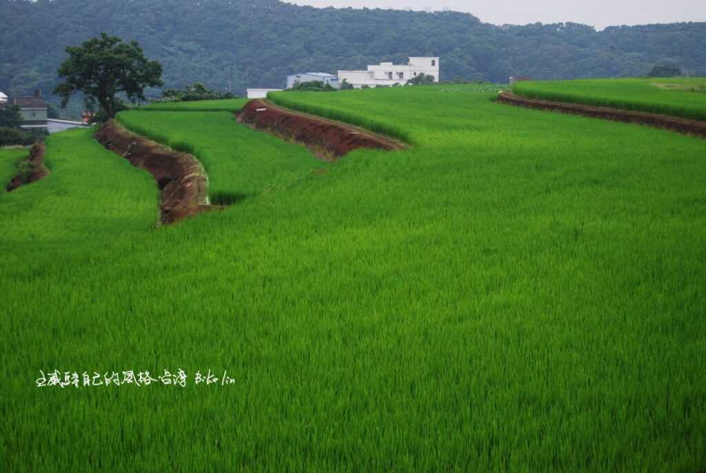 2008年綠油油滿滿梯田櫛次鱗比