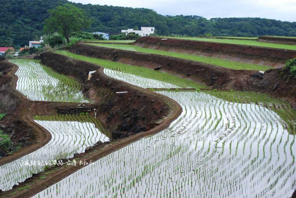 2010年老樹依舊守護田園