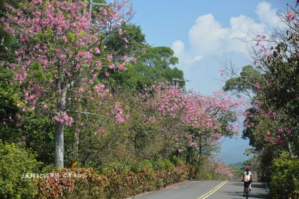 十月淡水美人樹大道