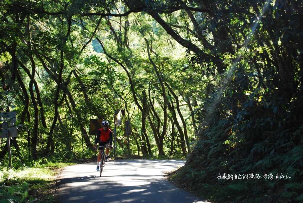夠水準「淡水林道」之一：「湖內」林相鮮綠晨光