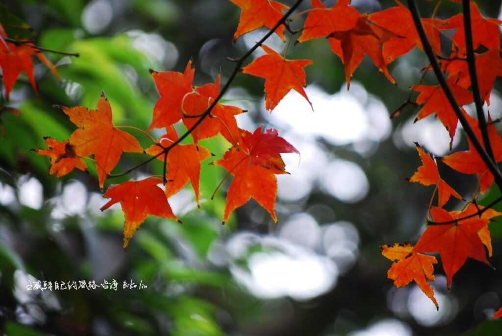 初冬閃爍楓紅