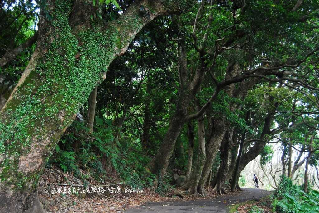 「山仔頂老樹林」少見有格調淡水林道地標 