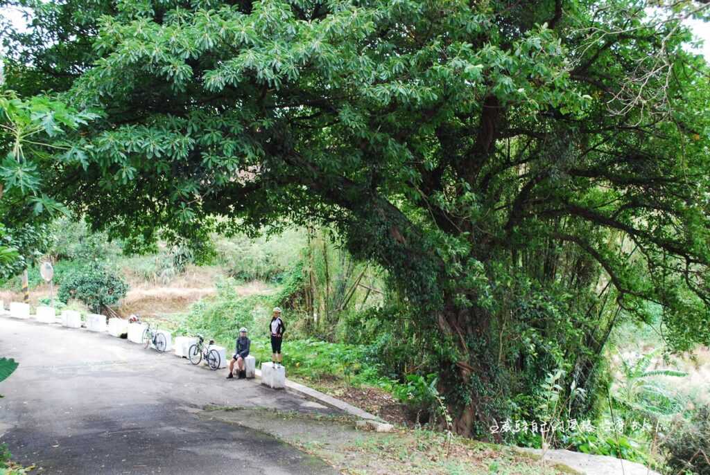 夠水準「淡水林道」之四：大埤頭樹林