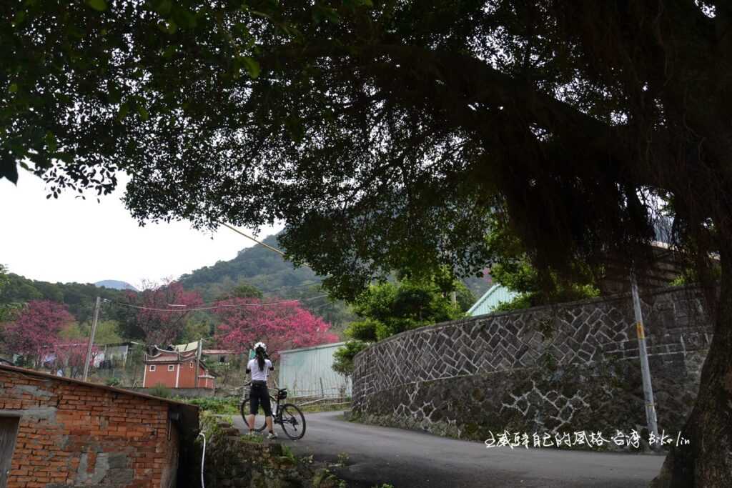 不急下坡老樹給FU