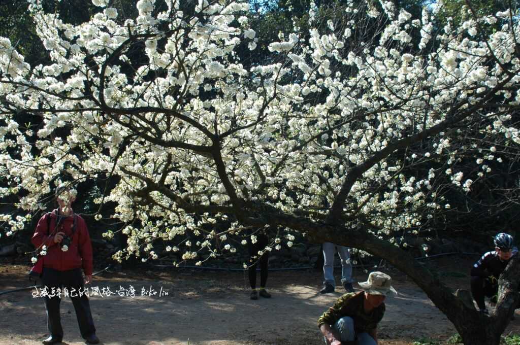 千光寺李花來爭艷