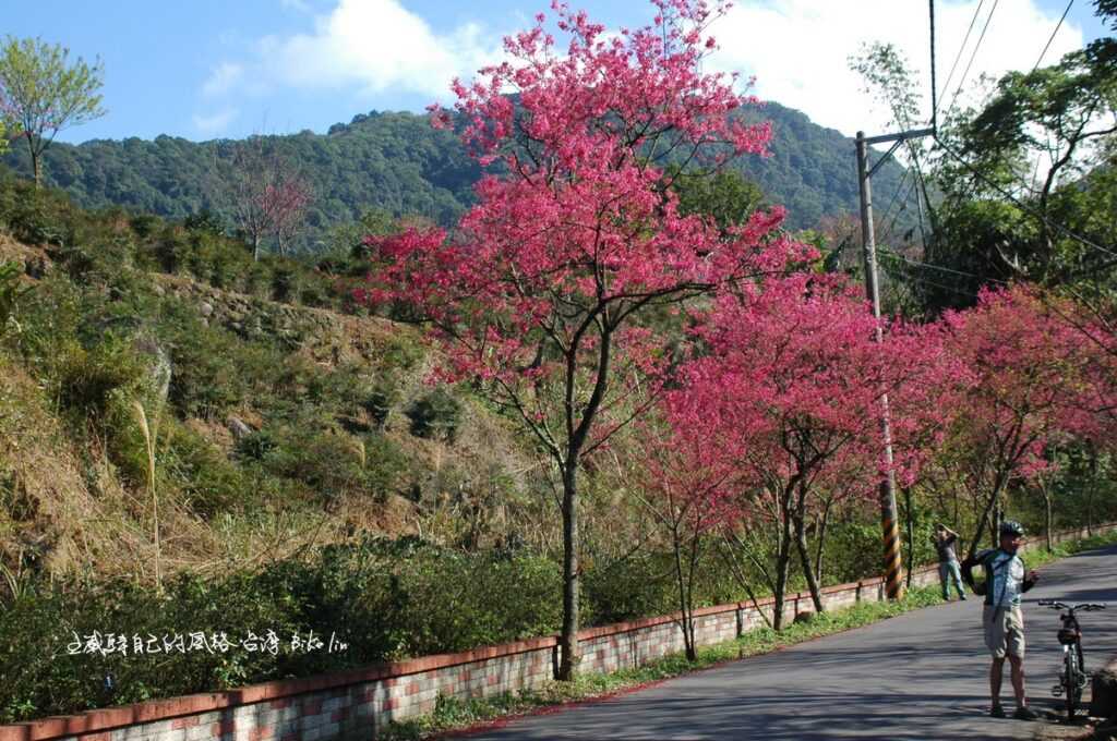 Hilo對著陣開櫻花海眼界