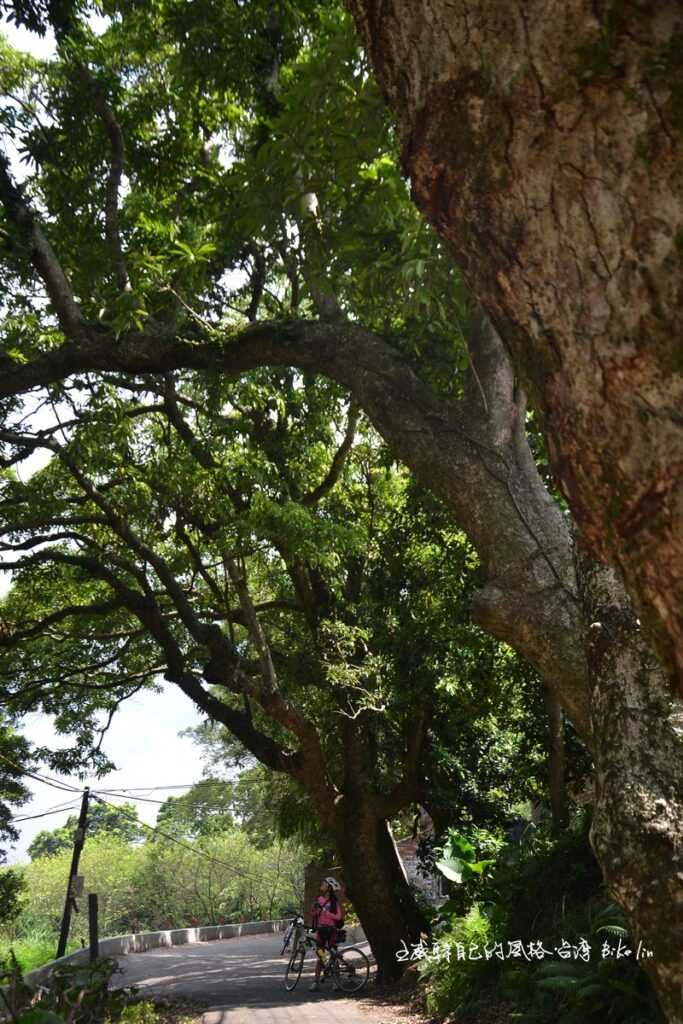 夠水準「淡水林道」之三：茂密「山仔頂」