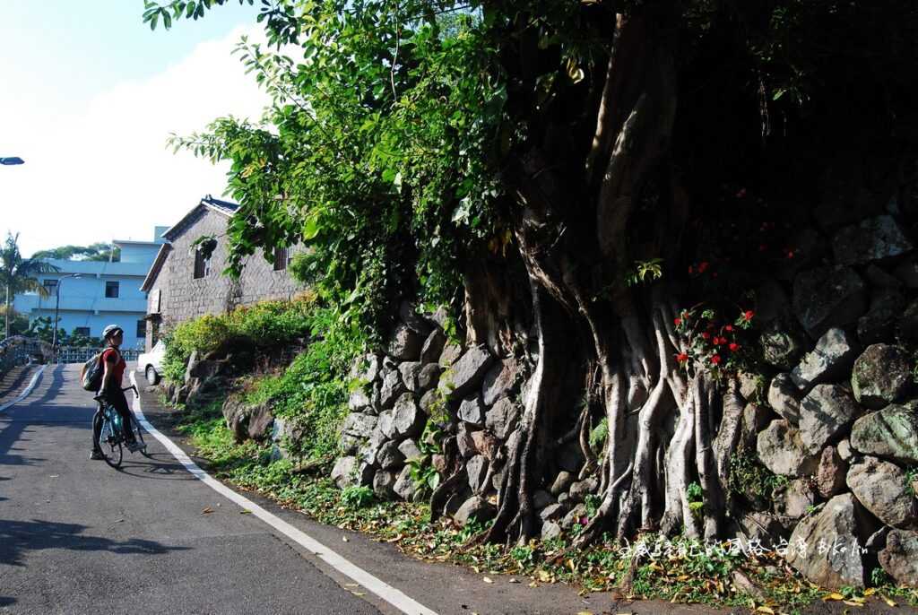 老厝旁石壁攀爬老樹終有消失時後