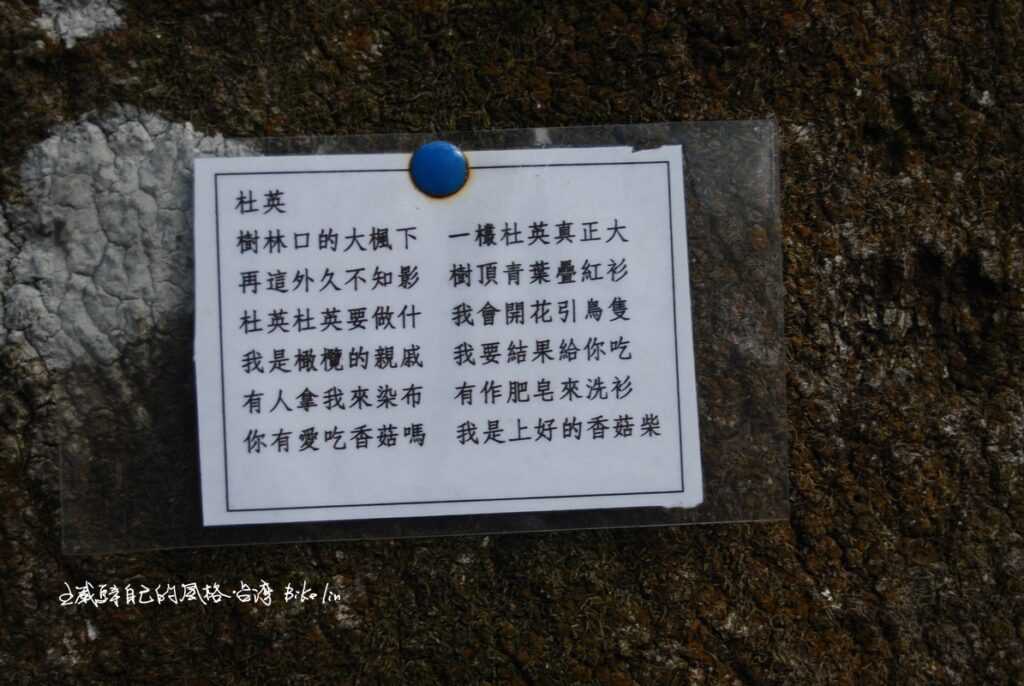 作詩籤歌頌英武「杜英」老樹