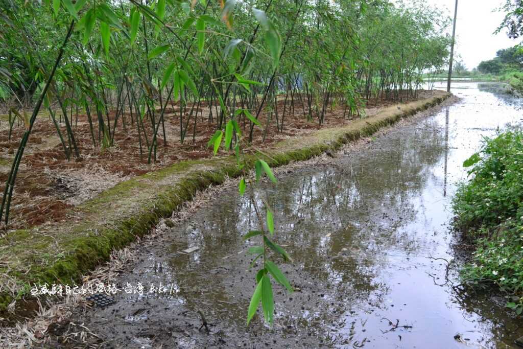 2012年之後經常穿梭鄰近鄒厝崙竹林/苦楝樹