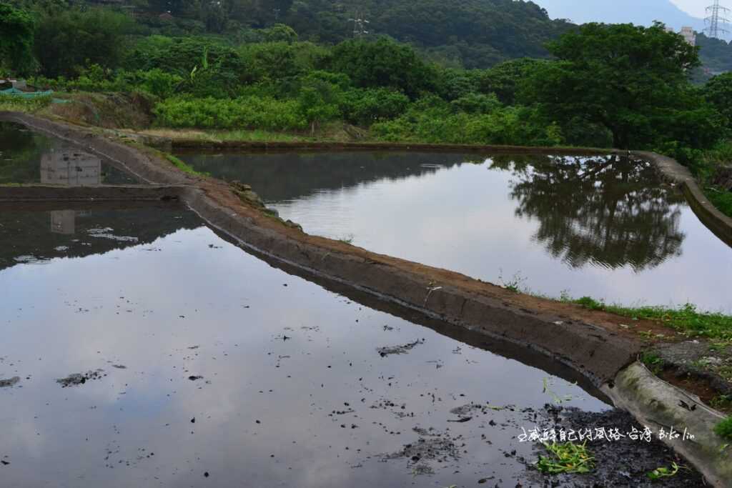 「三空泉老樹 」路口水耕作物空出明鏡般水影