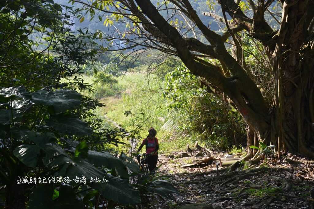 另一顆已休養生息老樹秘境