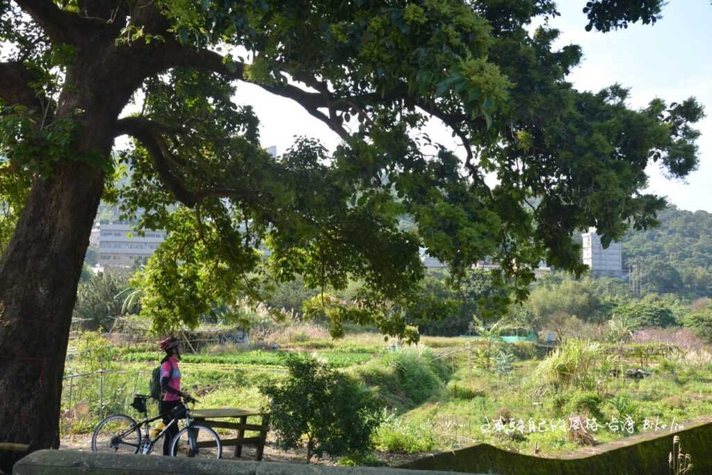 「三空泉老樹」換綠葉季節格外清新  