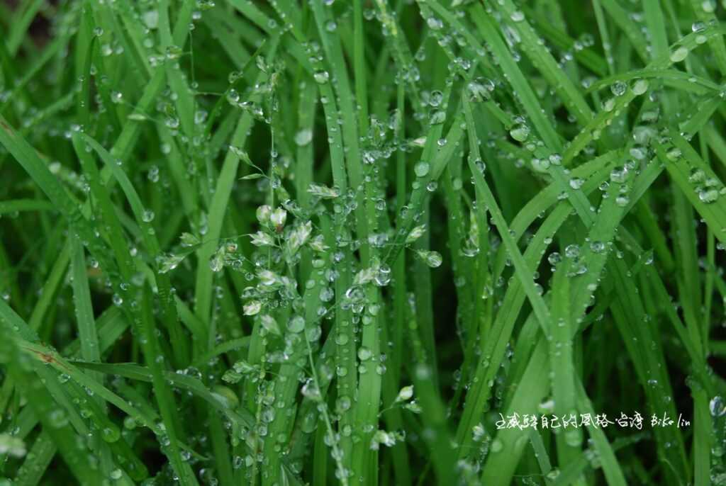 感恩老天爺霎那綠珠遍撒