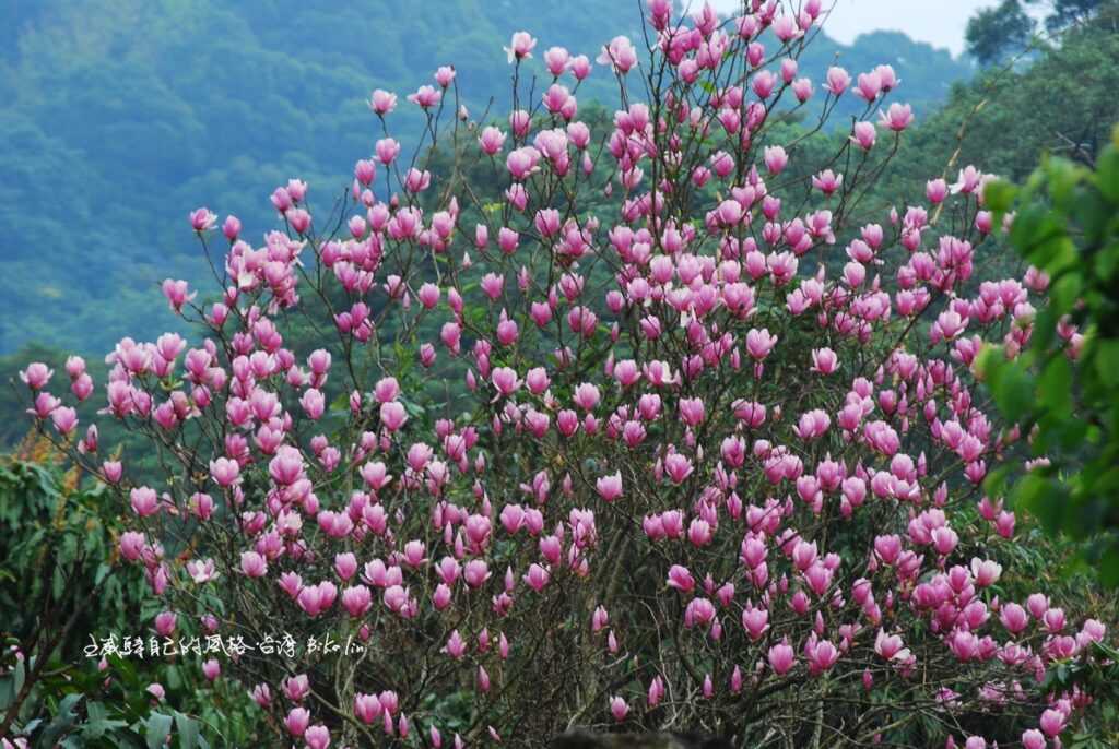 下長陡坡岔路右轉往興福寮前盛開木蓮花