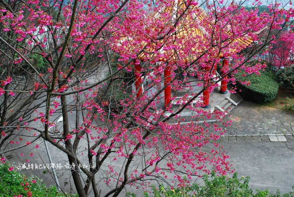 吳氏宗祠內櫻花林