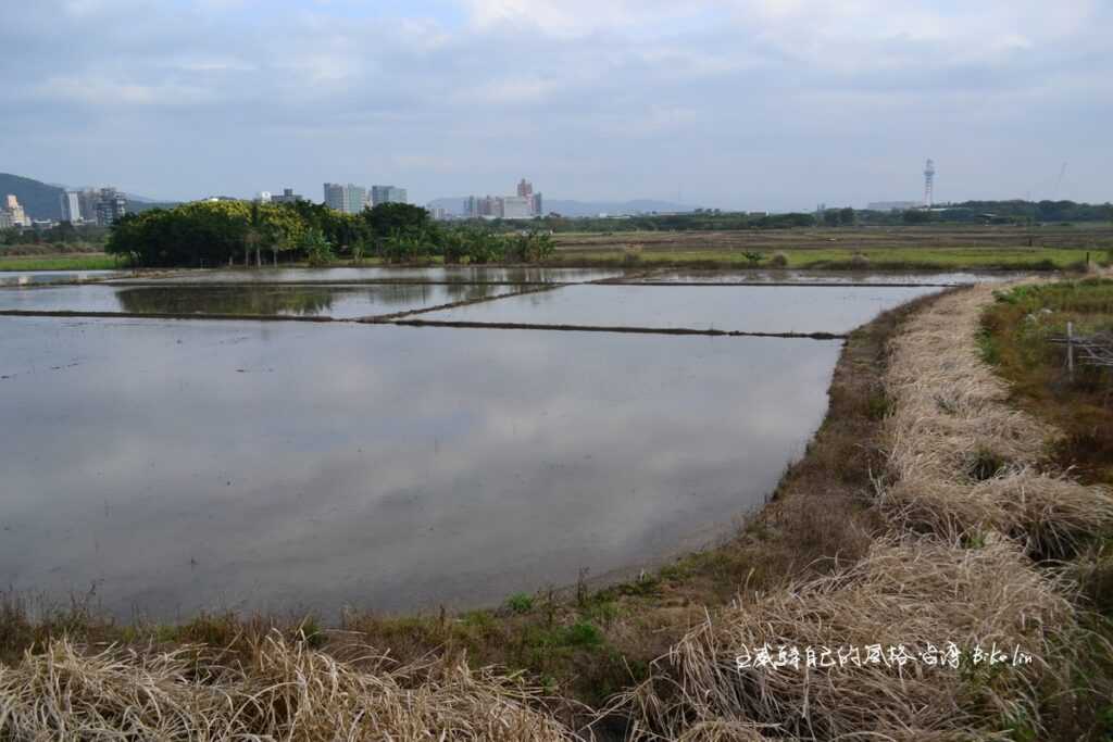 「關渡農場田野」難得展現水田樣貌