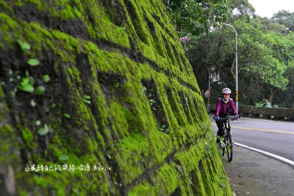 斑駁青苔檔土牆鼓動爬昇前進脈動