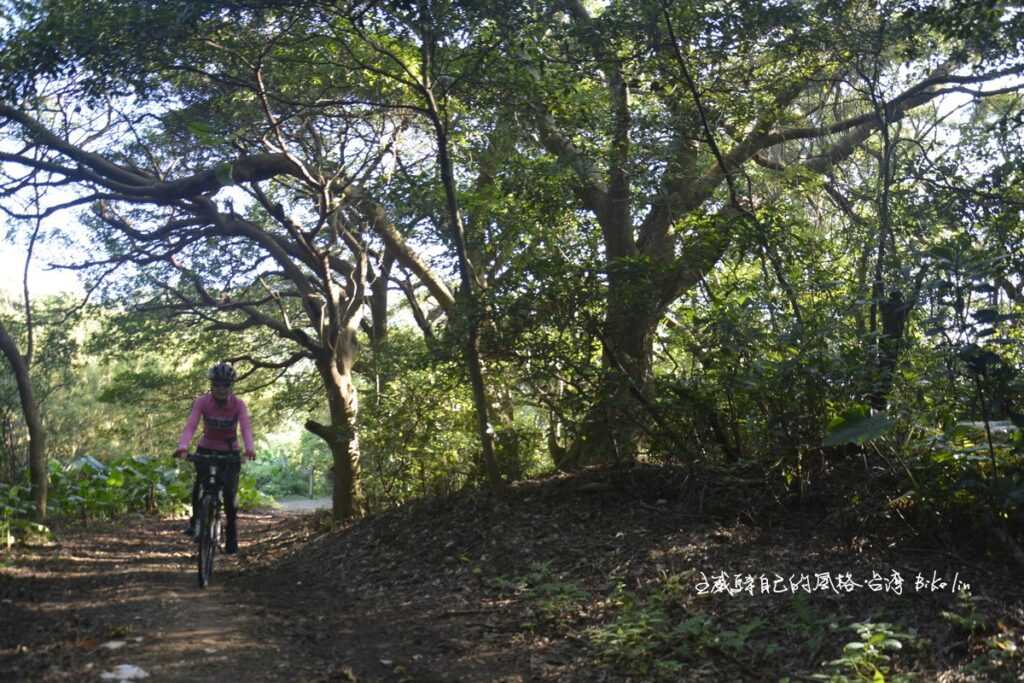 「台北大縱走第一段」石板產業道路旁農路綠蔭