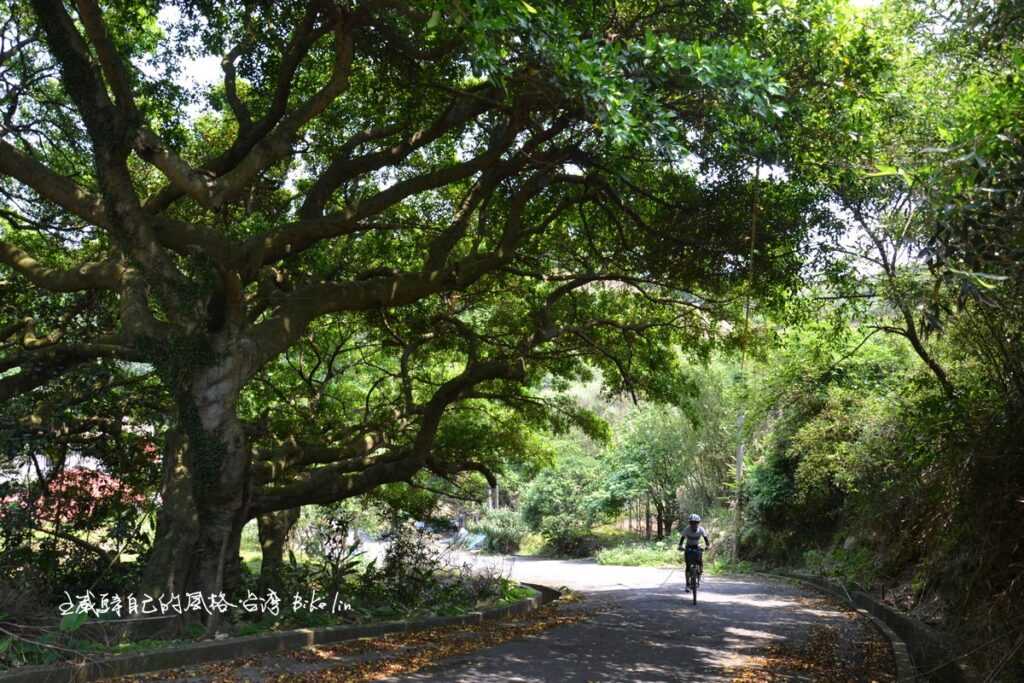 夢境之幻隨後極短陡坡老樹來遮蔭