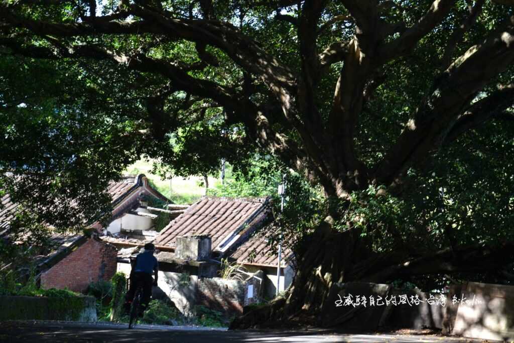 緩緩下滑北5髮夾彎「中和里大榕樹」