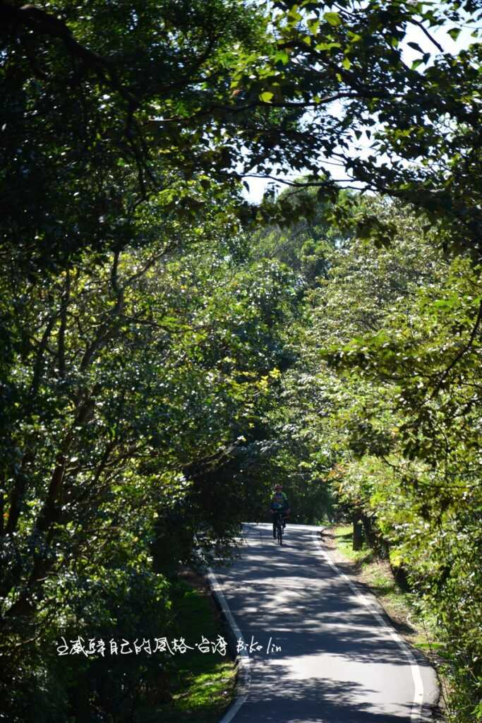 列印在交錯樹影路面間