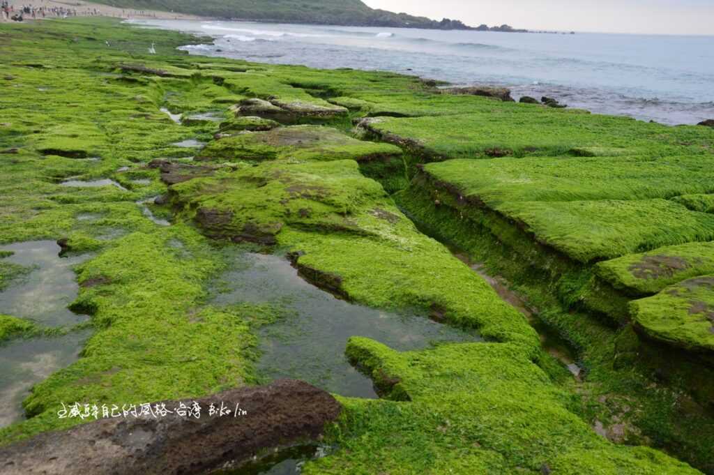 「綠石槽」形成來自「石蓴Ulva lactuca」綠藻植物