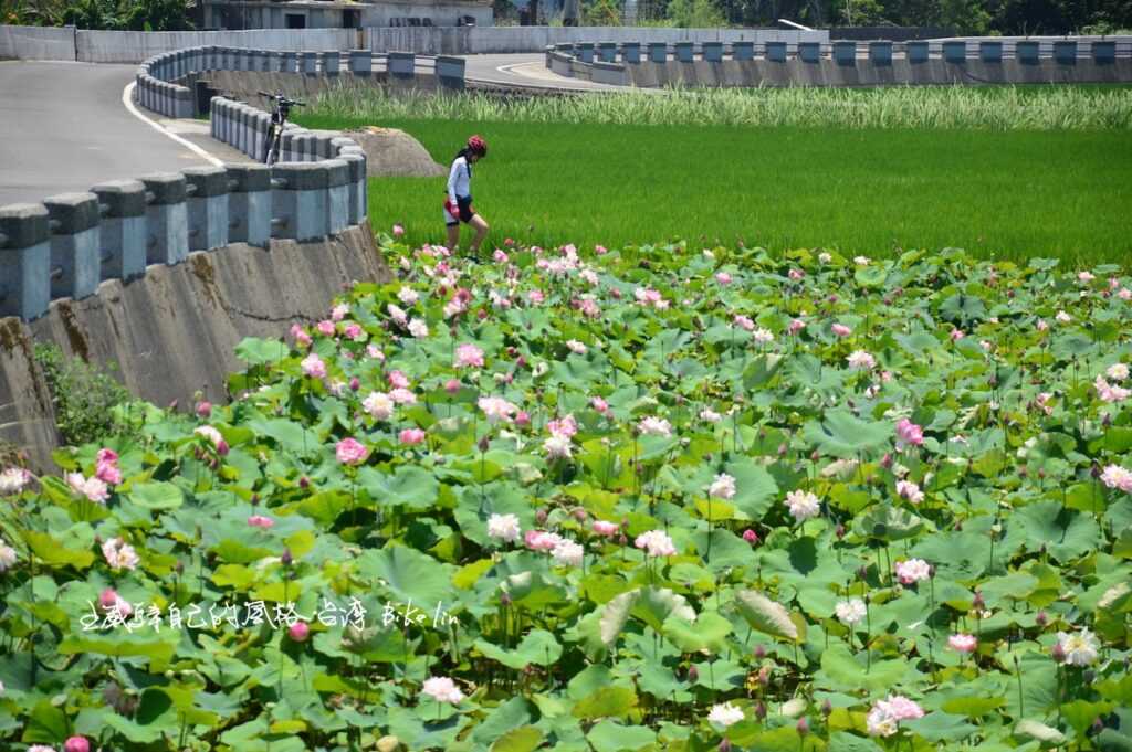 Tour15.縮版雙環線：捨得fun自己「清水濕地蓮花池」