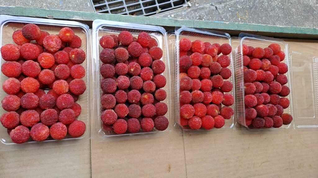 五月產季鮮紅又大顆「八里樹梅」